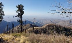 Featured image of post Mount Lemmon