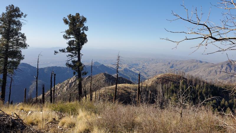 Featured image of post Mount Lemmon