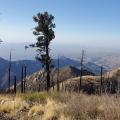 Mount Lemmon